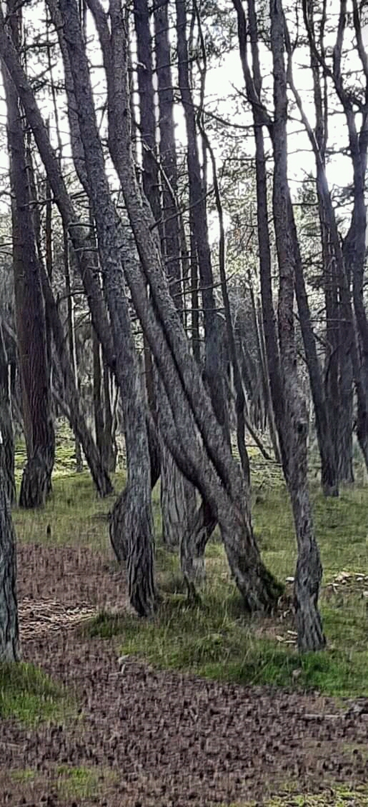 мертвый лес