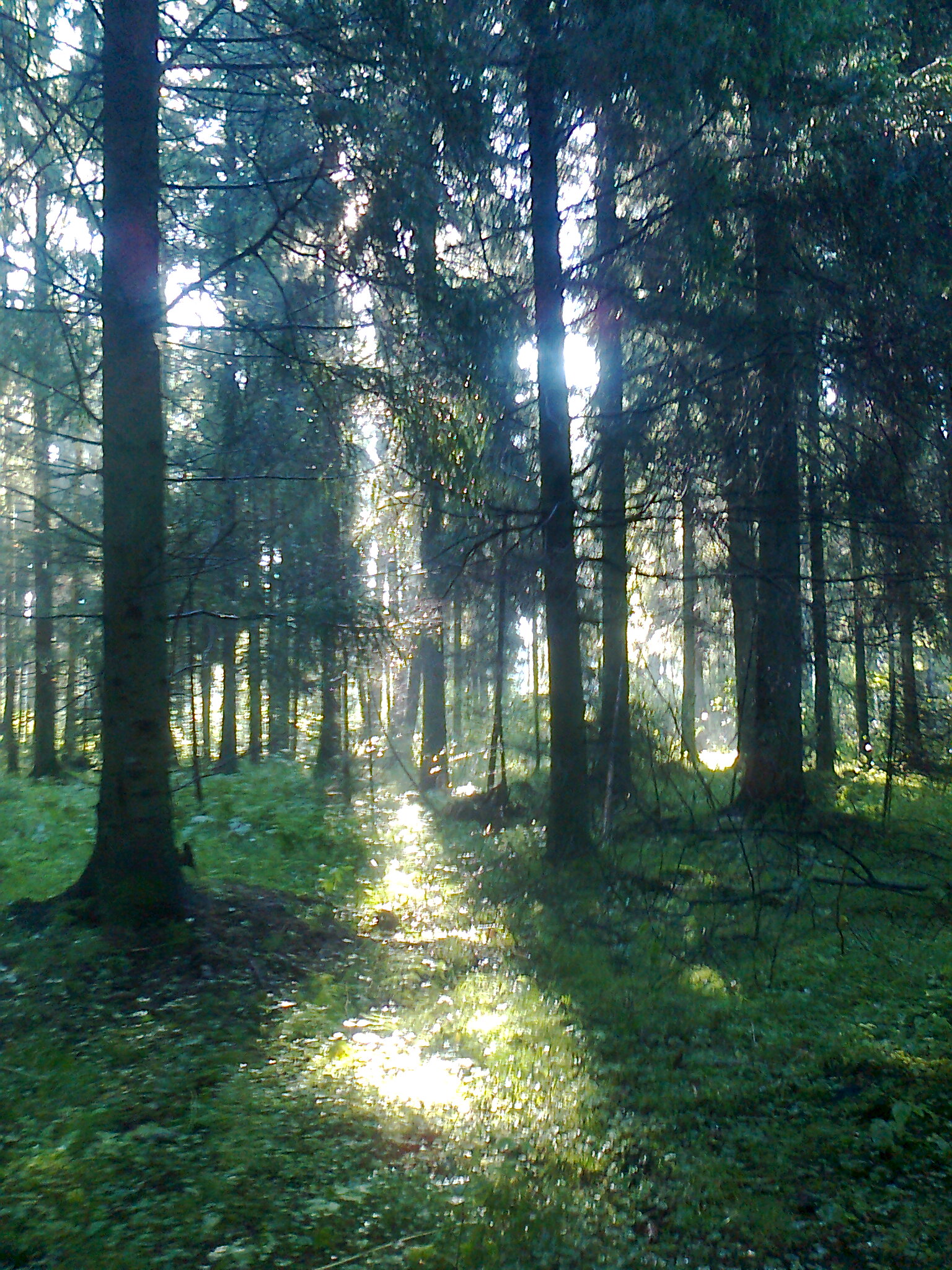 Утров лесу
